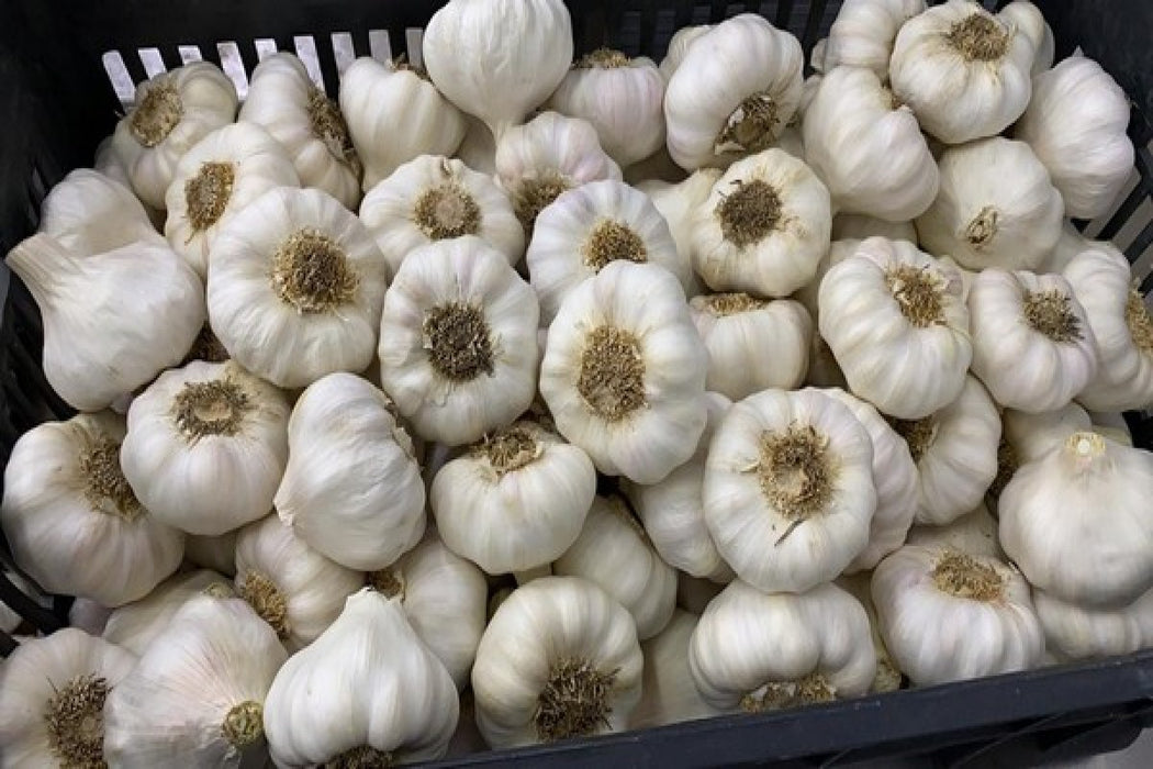 Egyptian Garlic from Egypt