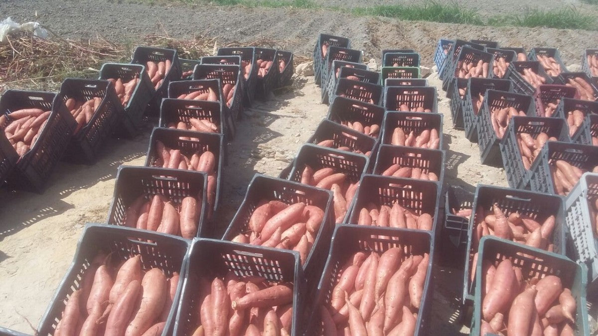 Sweet Potatoes from Egypt