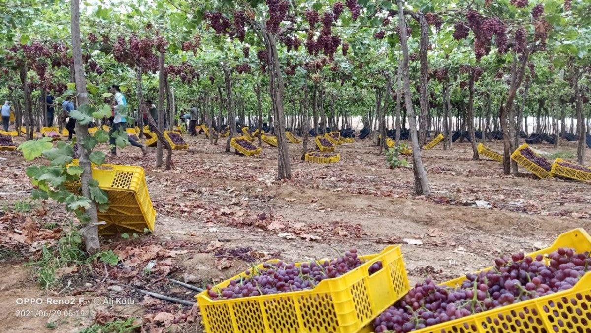 Grapes from Egypt
