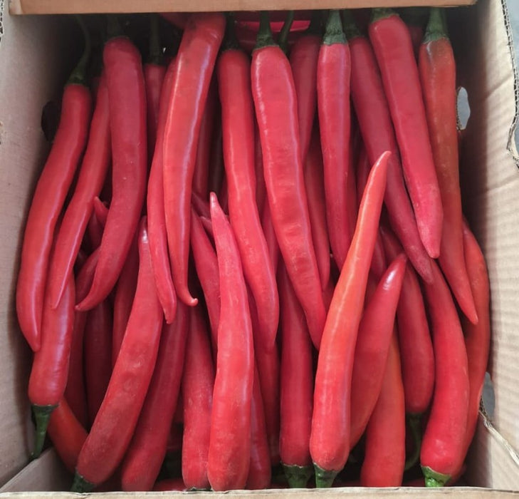 Red Chili Pepper from Egypt