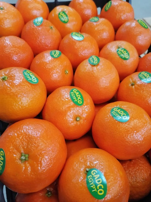 Mandarine from Egypt