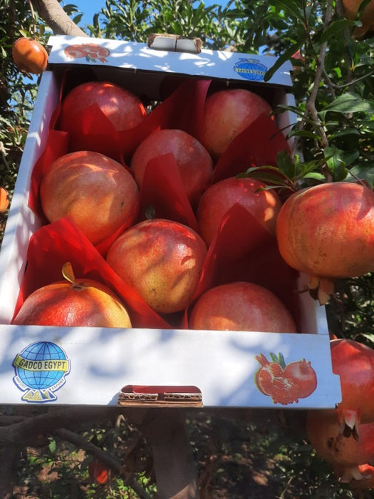 Pomegranates from Egypt
