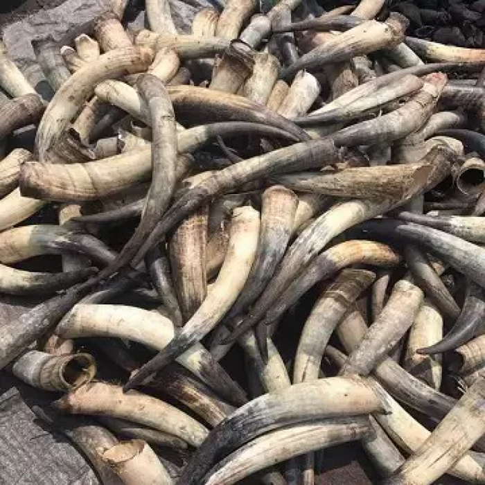 Raw cow and ox horn from Ethiopia
