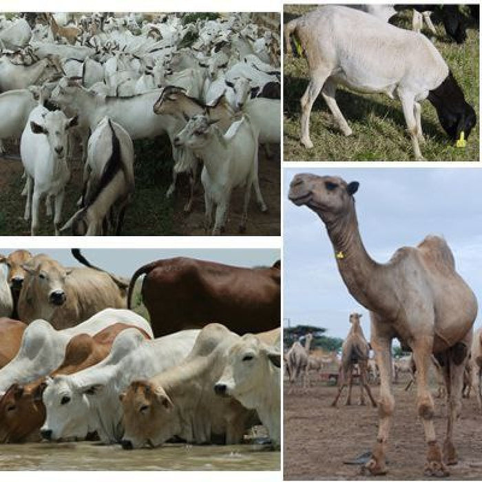 Camels from Ethiopia