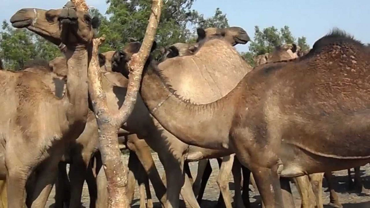 Live Camel from Ethiopia