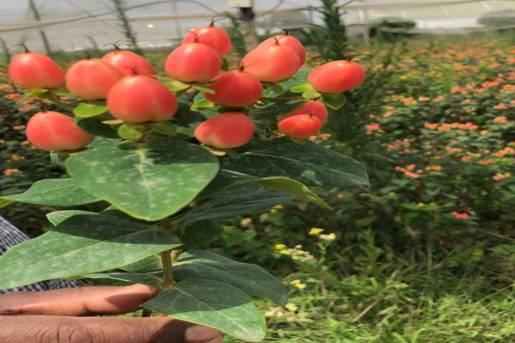 Hypericum berries from Ethiopia