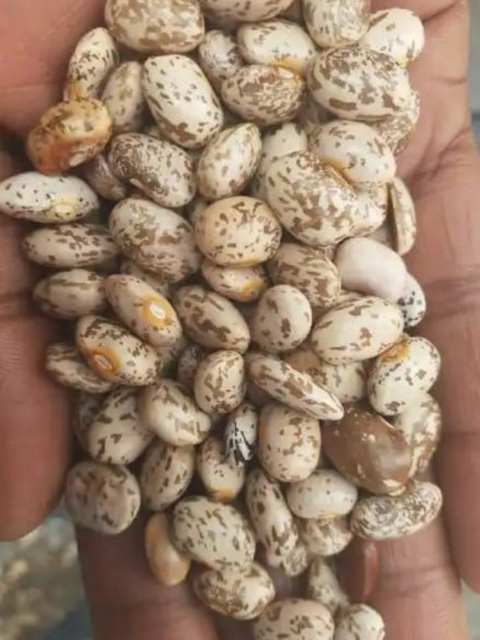 Pinto Beans from Ethiopia