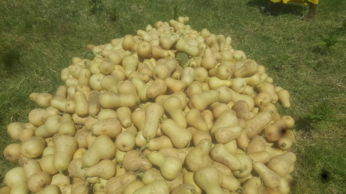 Butternut Squash from Ethiopia