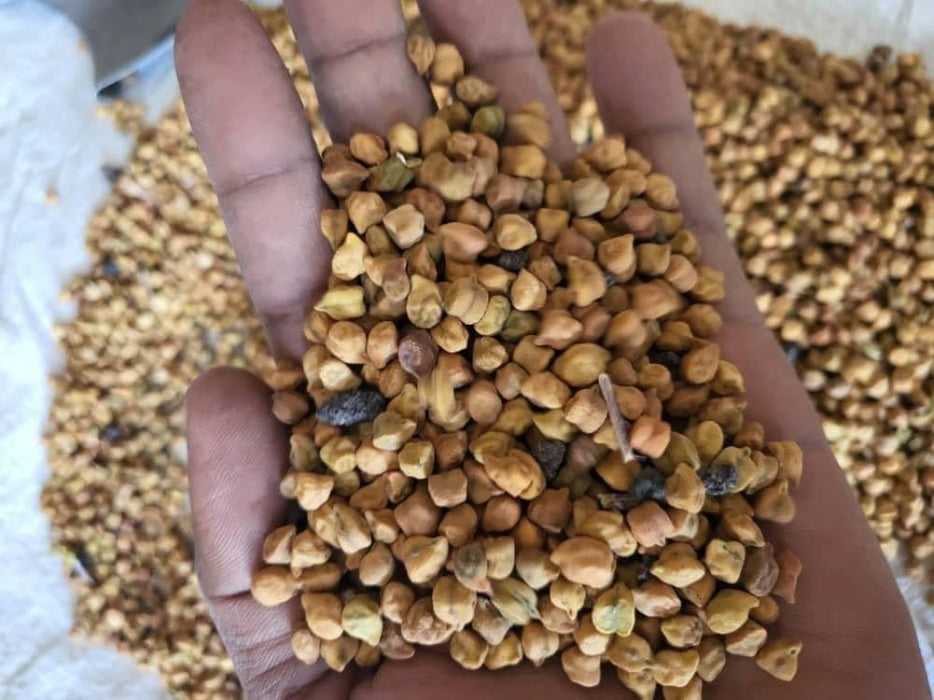 Desi Chickpea from Ethiopia