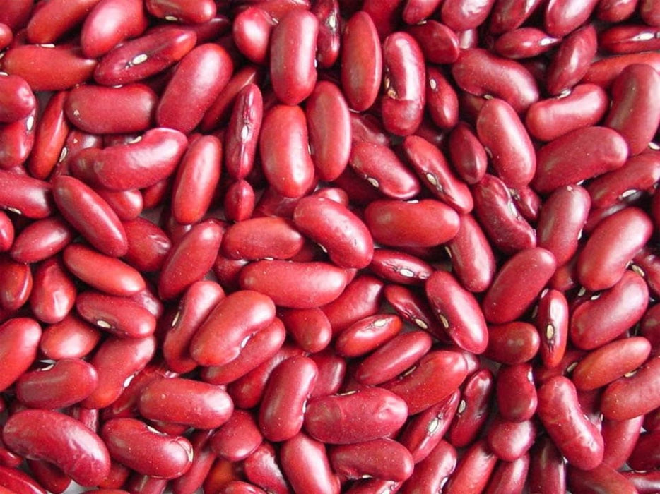 RED KIDNEY BEAN GOJAM QUALITY from Ethiopia