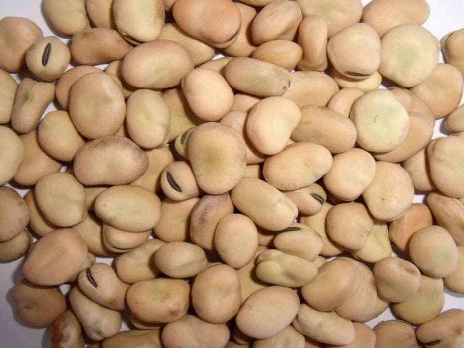 HORSEBEEN/FABA BEEN/BROAD BEAN from Ethiopia