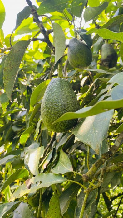 Fresh Avocados from Ethiopia
