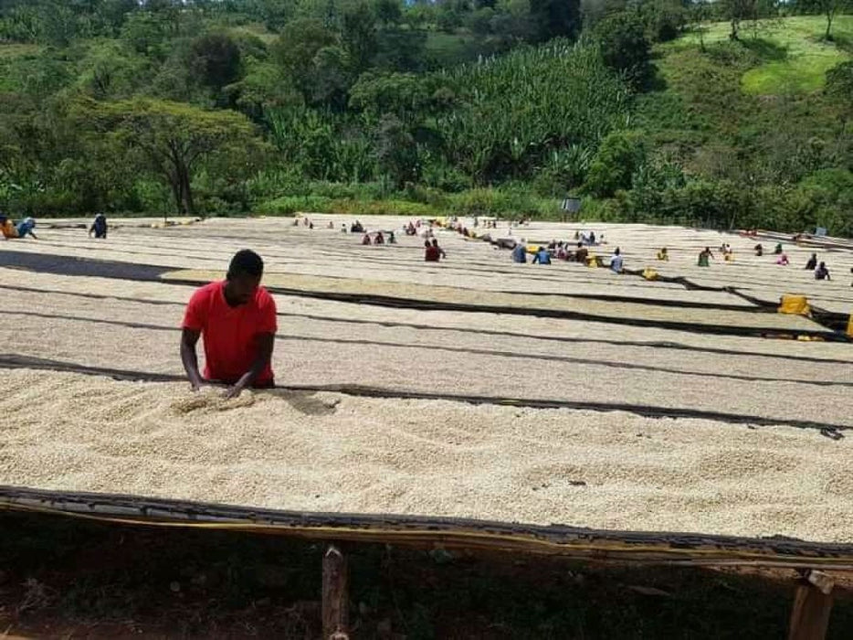 Guji Coffee from Ethiopia
