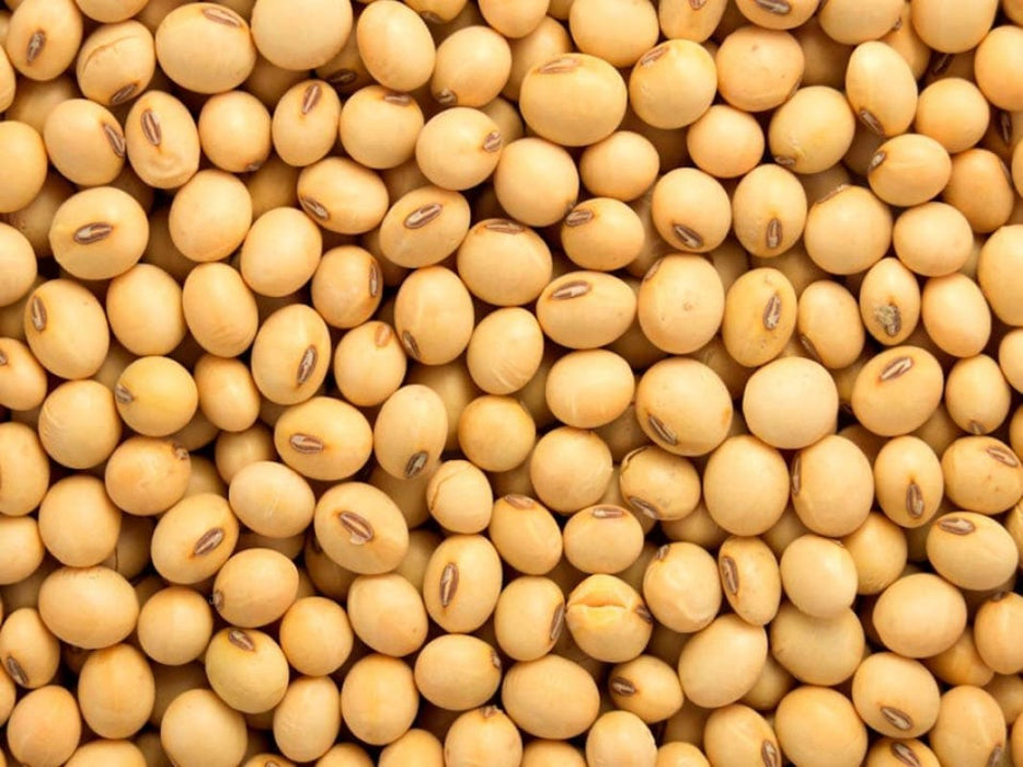 NON GMO SOYA BEAN from Ethiopia
