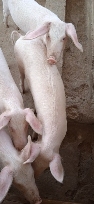 Pigs from Kenya