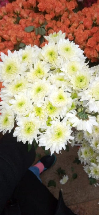 Chrysanthemums from Kenya
