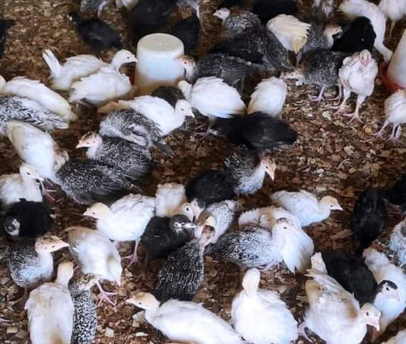 Turkey Poults from Kenya