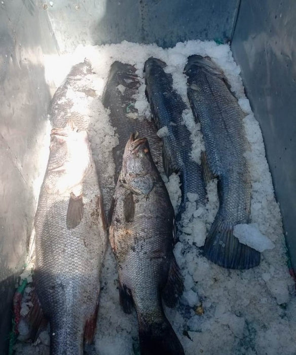 Nile Perch Fillets from Kenya