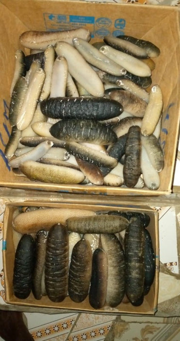 Sea Cucumber from Kenya