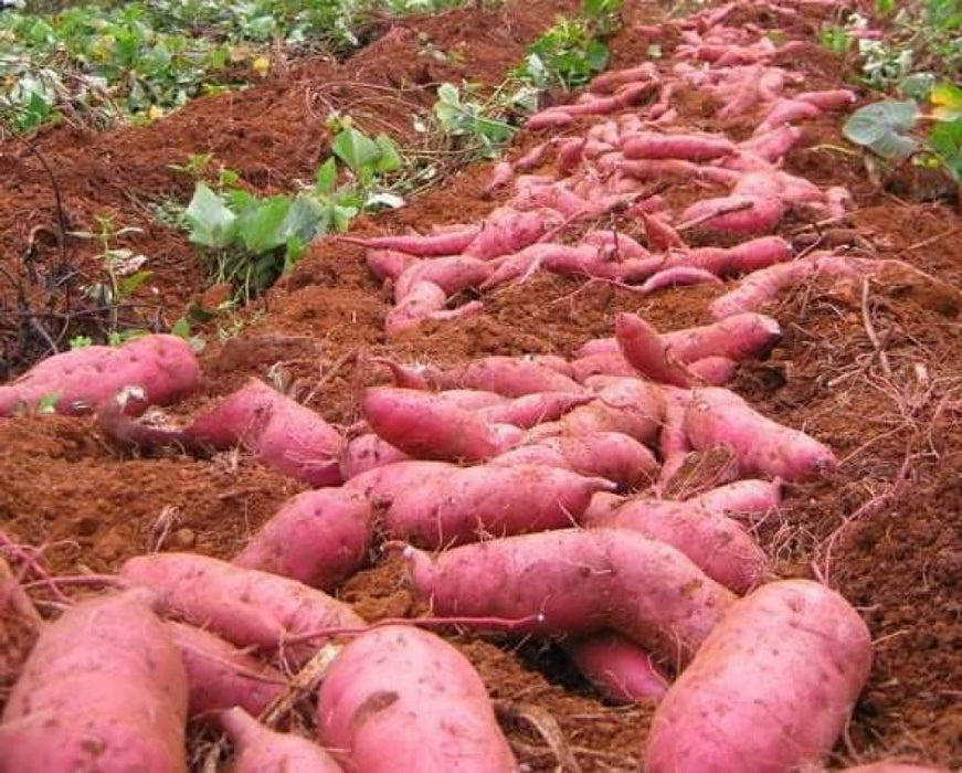 Japanese Sweet Potato from Kenya