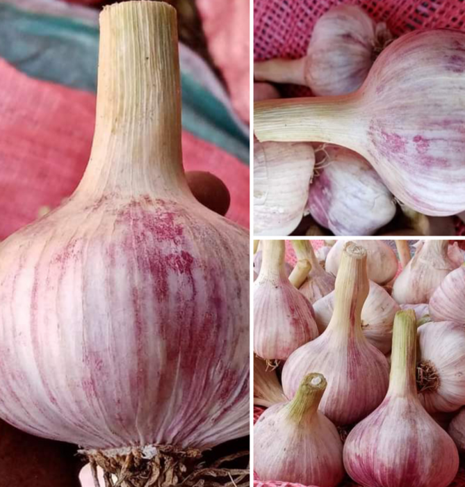 Garlic from Kenya