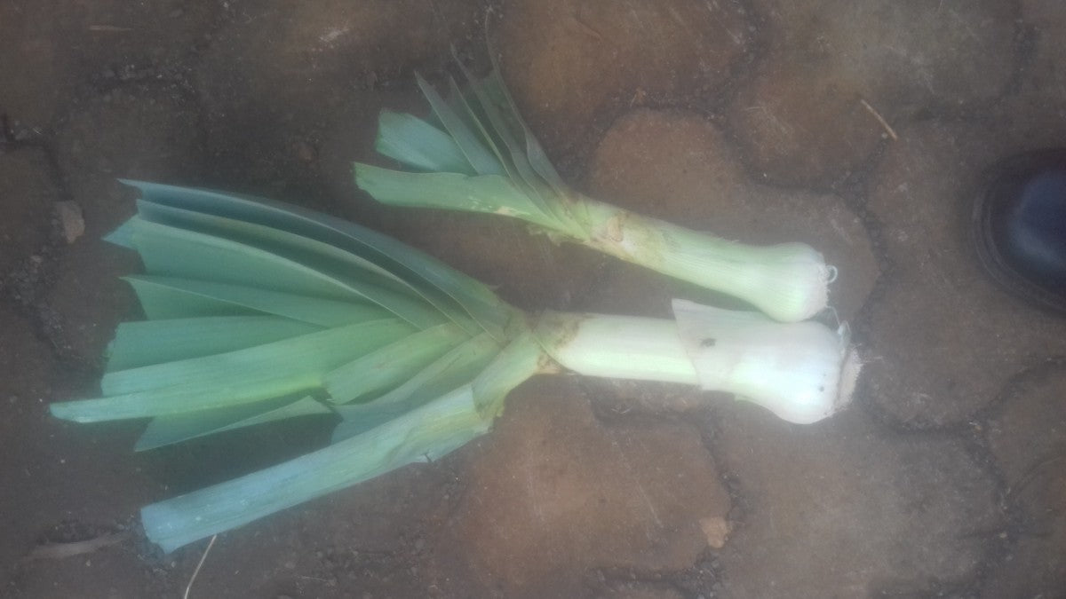 Leek from Kenya