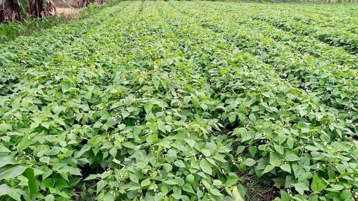 French Beans from Kenya
