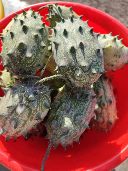 Thorn melon from Kenya