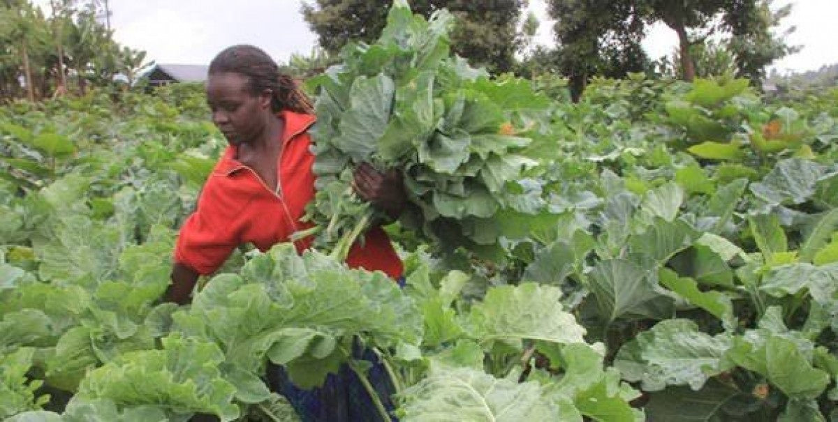 Kale from Kenya