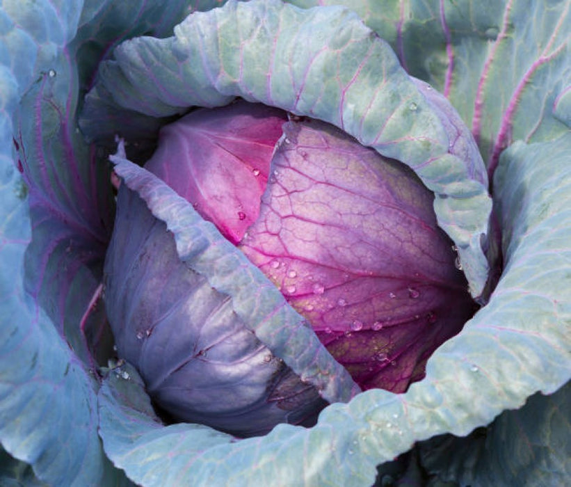 Red Cabbage from Kenya