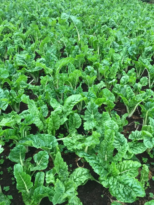 Spinach from Kenya