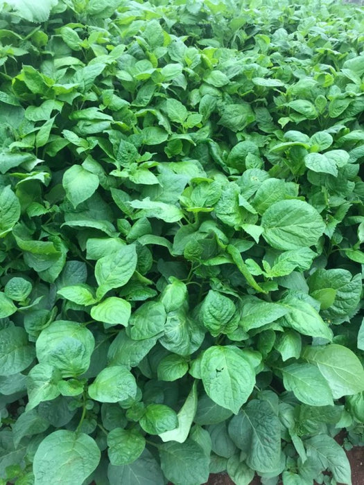 Managu from Kenya