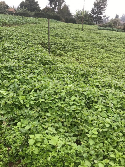Terere from Kenya