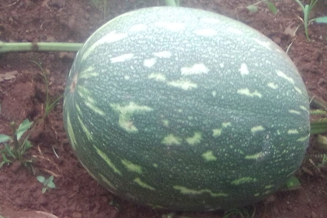 PUMPKIN from Kenya