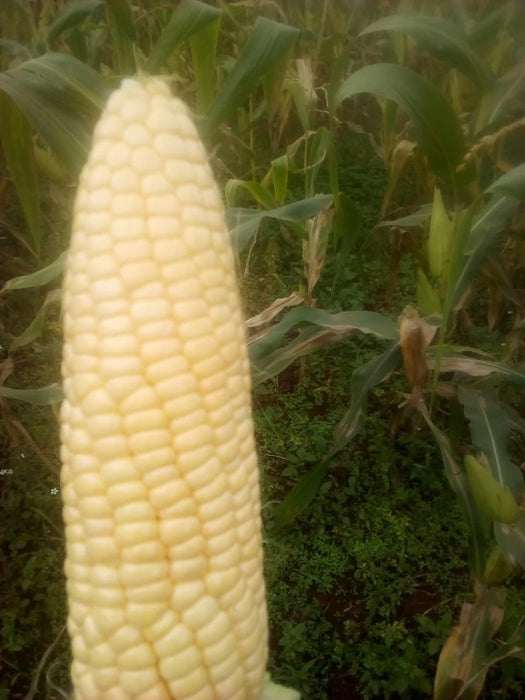 Sweet Corn from Kenya