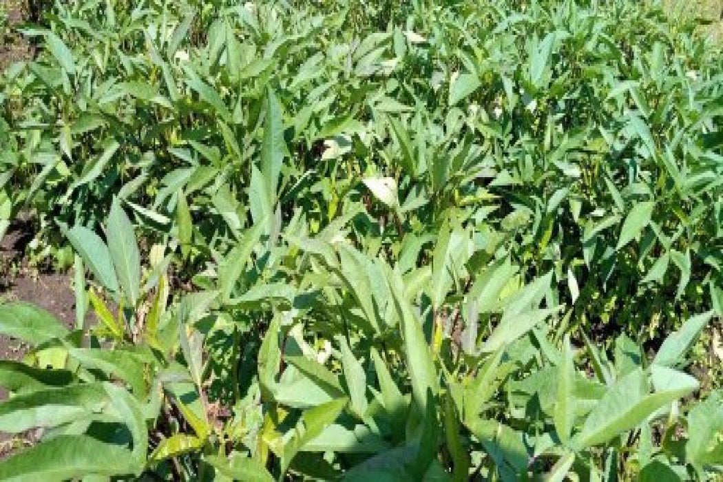 Sweet potatoes from Kenya