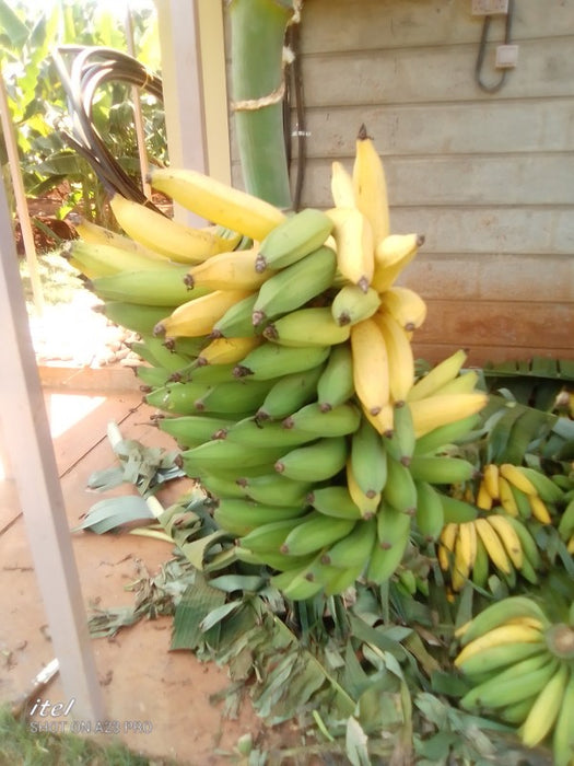 Plantain Bananas from Kenya