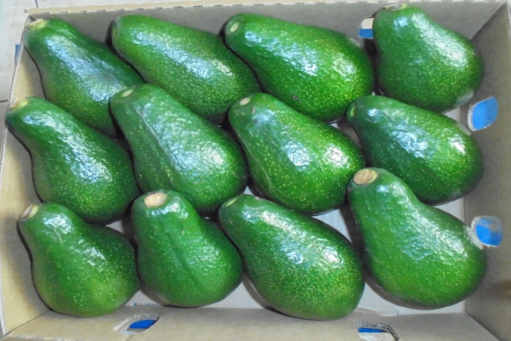 Jumbo Avocado from Kenya