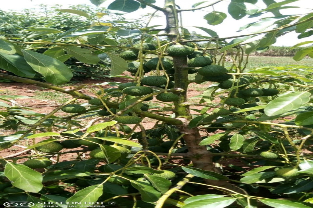 HASS AVOCADO AND HONEY from Kenya