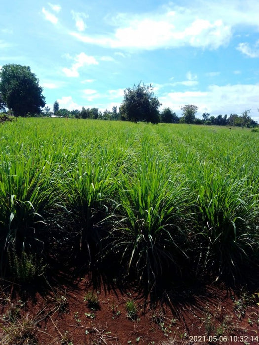 Lemongrass(cymbopogon) from Kenya