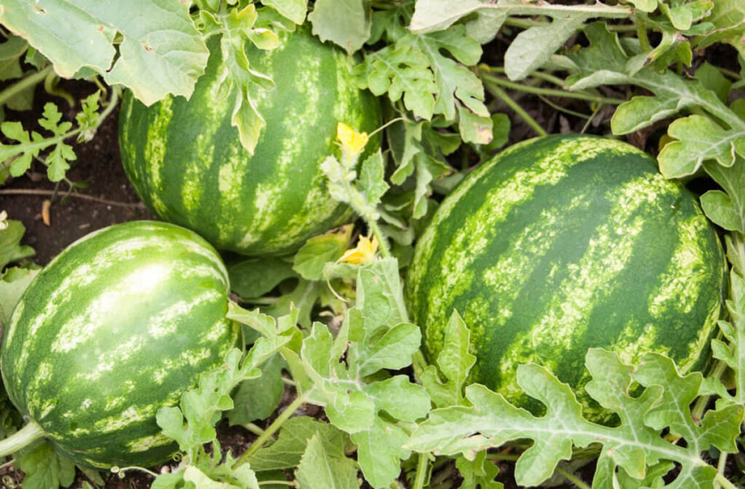 Organic Water Melons from Kenya