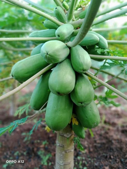 Calina Papaya from Kenya