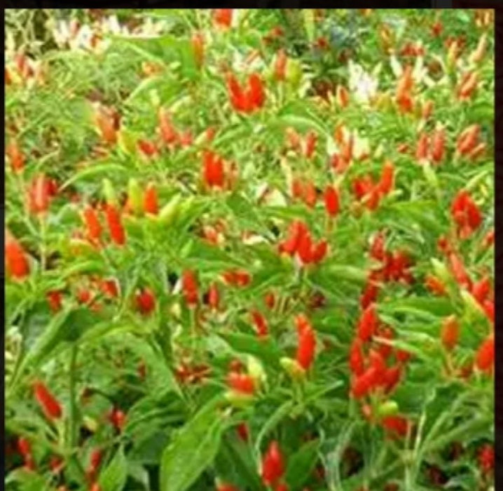 Red Chillies from Kenya