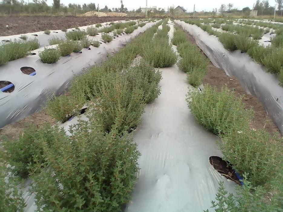 Winter Thyme from Kenya