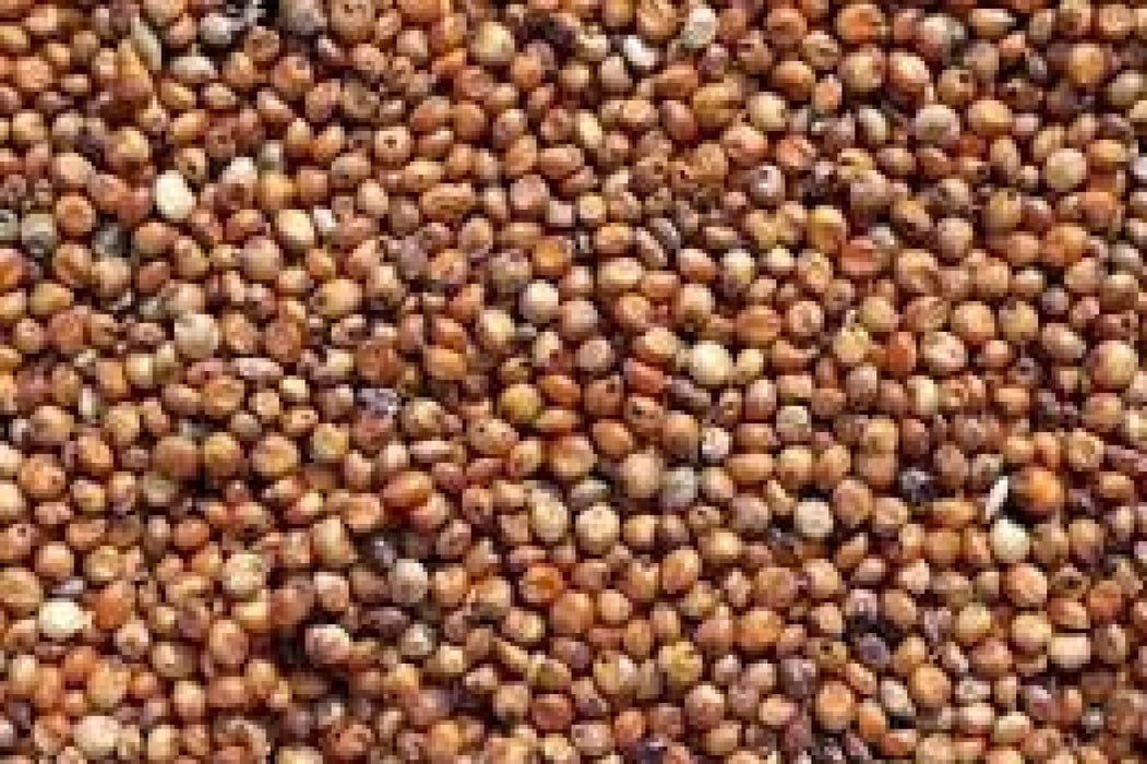 Organic Sorghum from Kenya