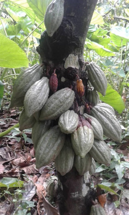 Cacao from Kenya