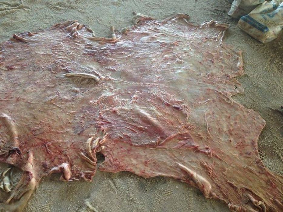 Goat Skin from Kenya
