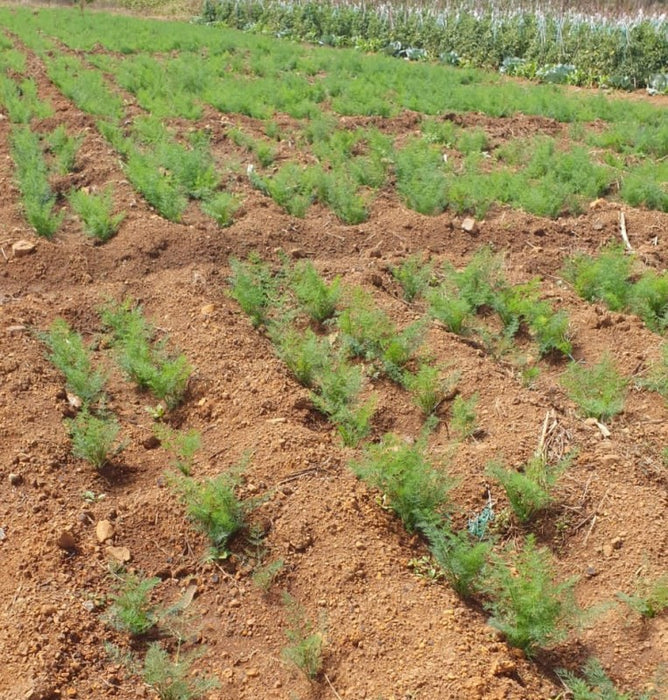 Dill Herbs from Kenya from Kenya