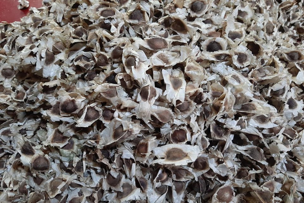 Moringa Seeds from Kenya