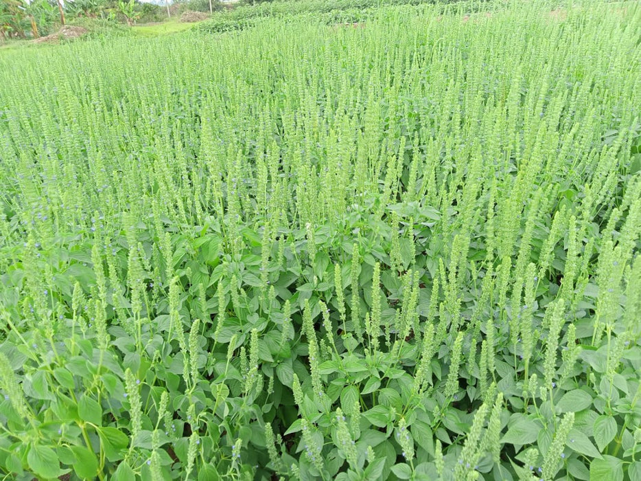 Chia Seeds from Kenya